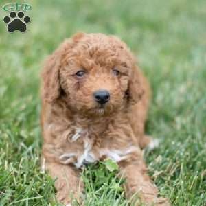 Ollie, Mini Goldendoodle Puppy